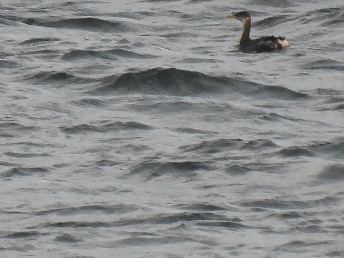 Red-necked Grebe - ML645131566