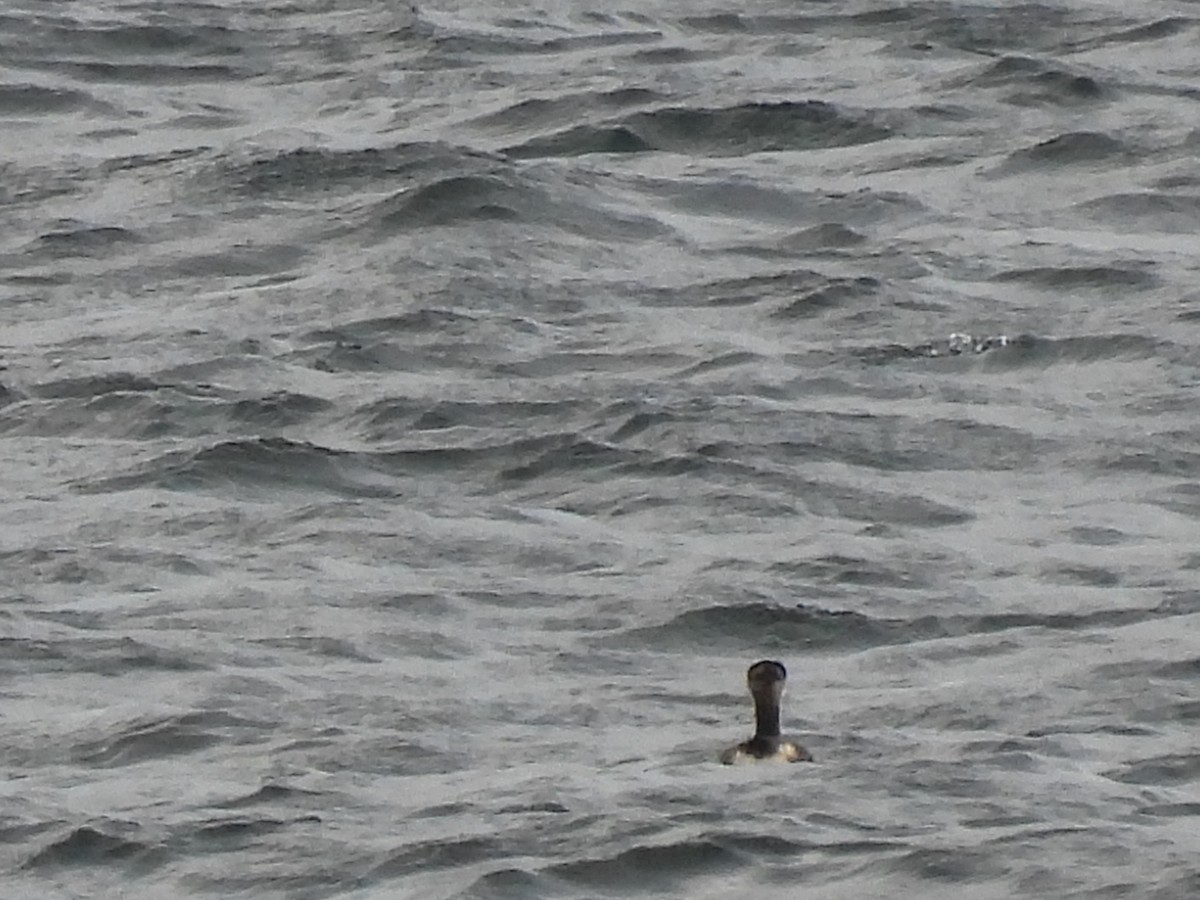 Red-necked Grebe - ML645131567