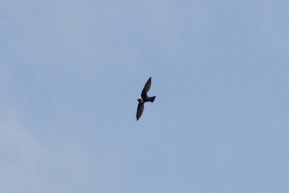 White-collared Swift - ML645131568