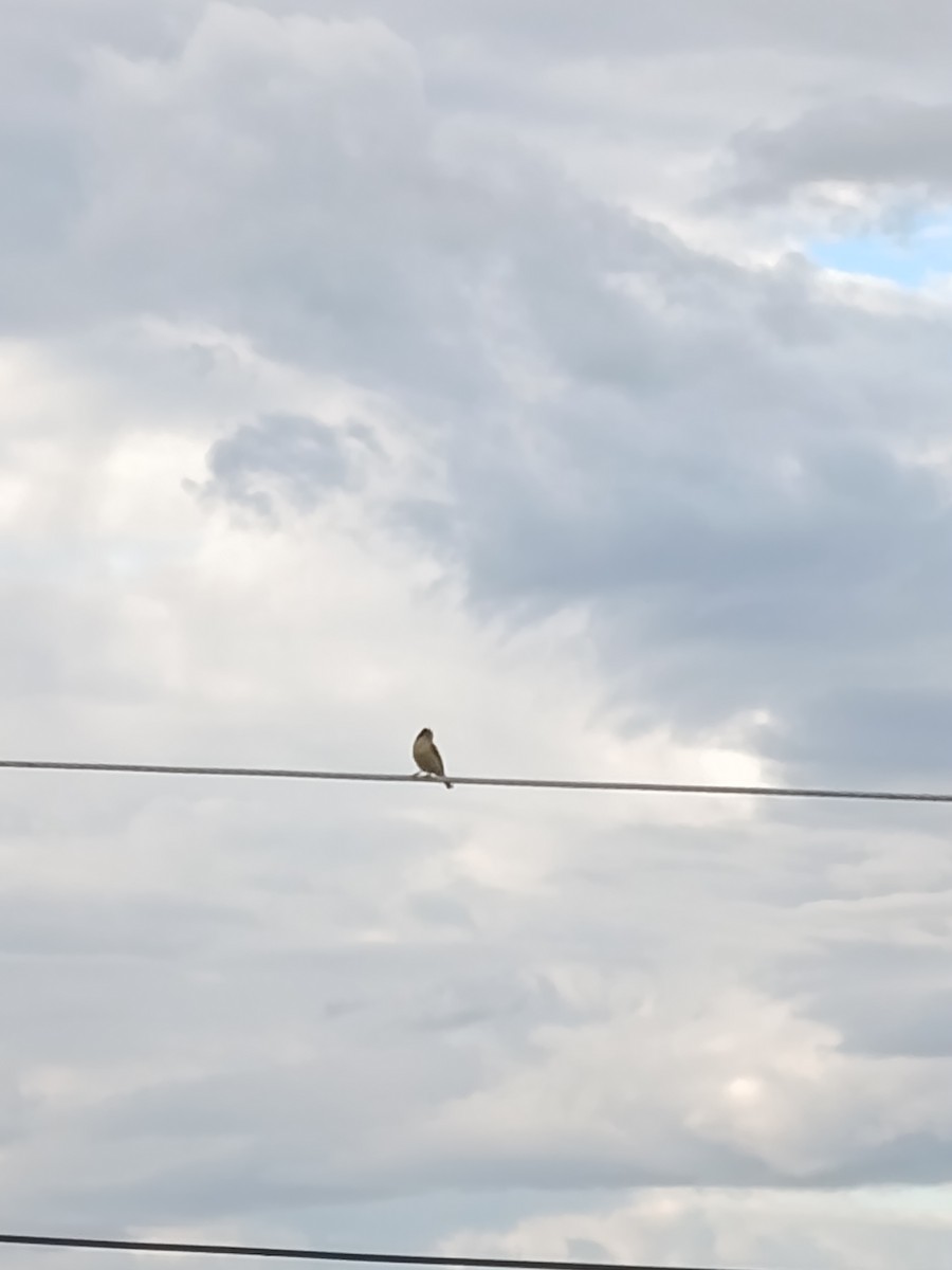 Lesser Goldfinch - ML645131569