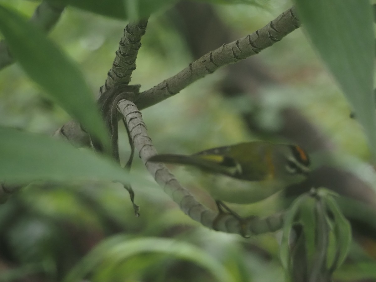 Madeira Firecrest - ML645131572