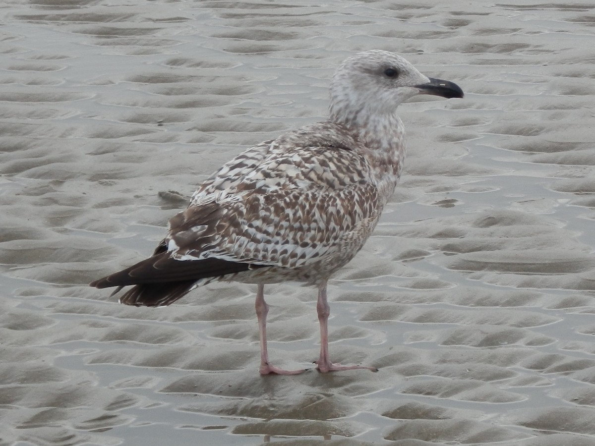 European Herring Gull - ML645131577