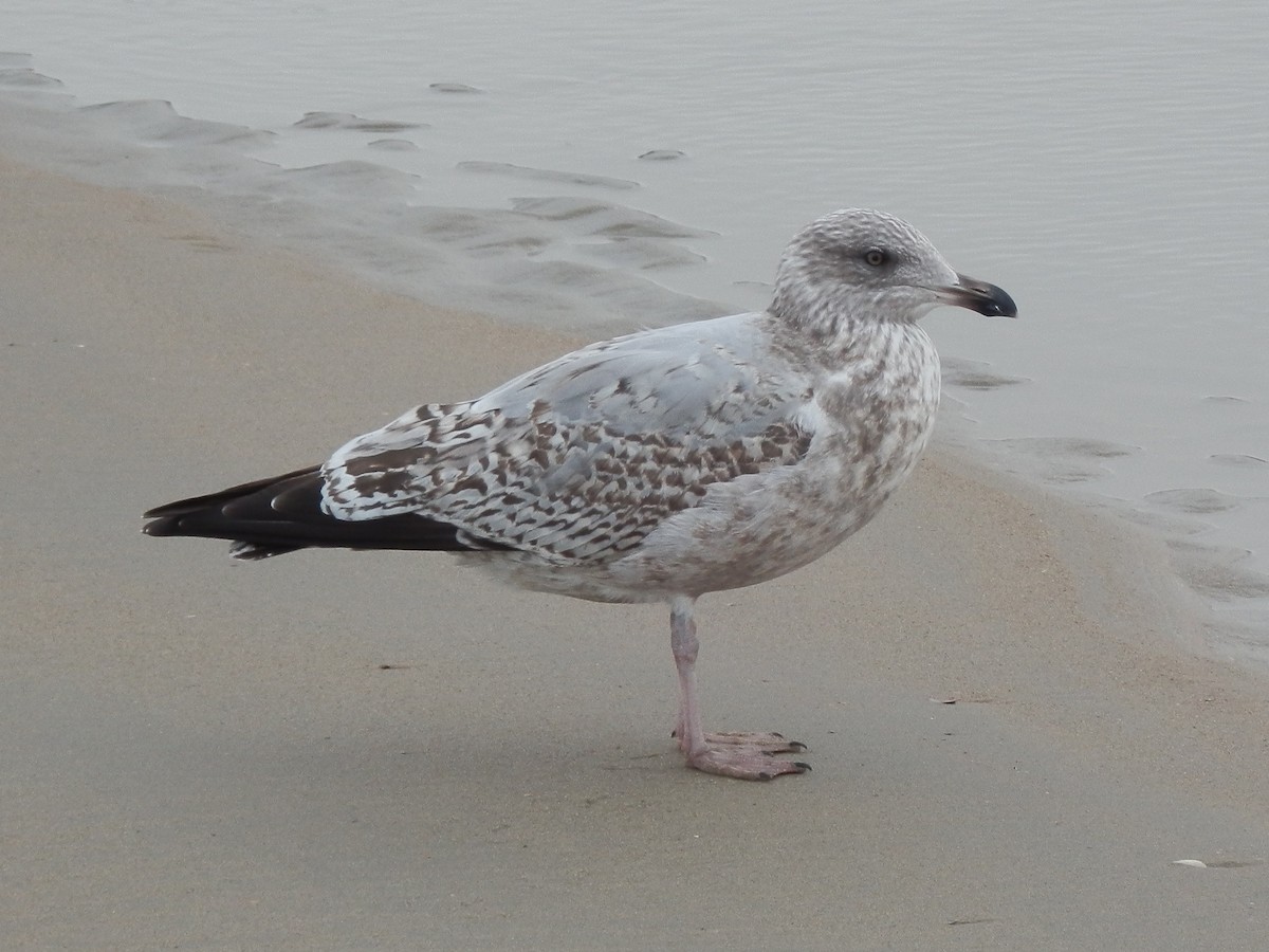 European Herring Gull - ML645131578