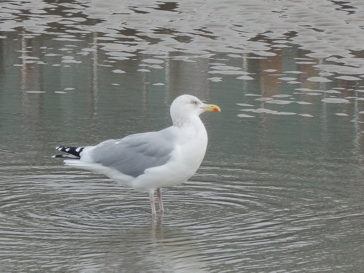 European Herring Gull - ML645131579