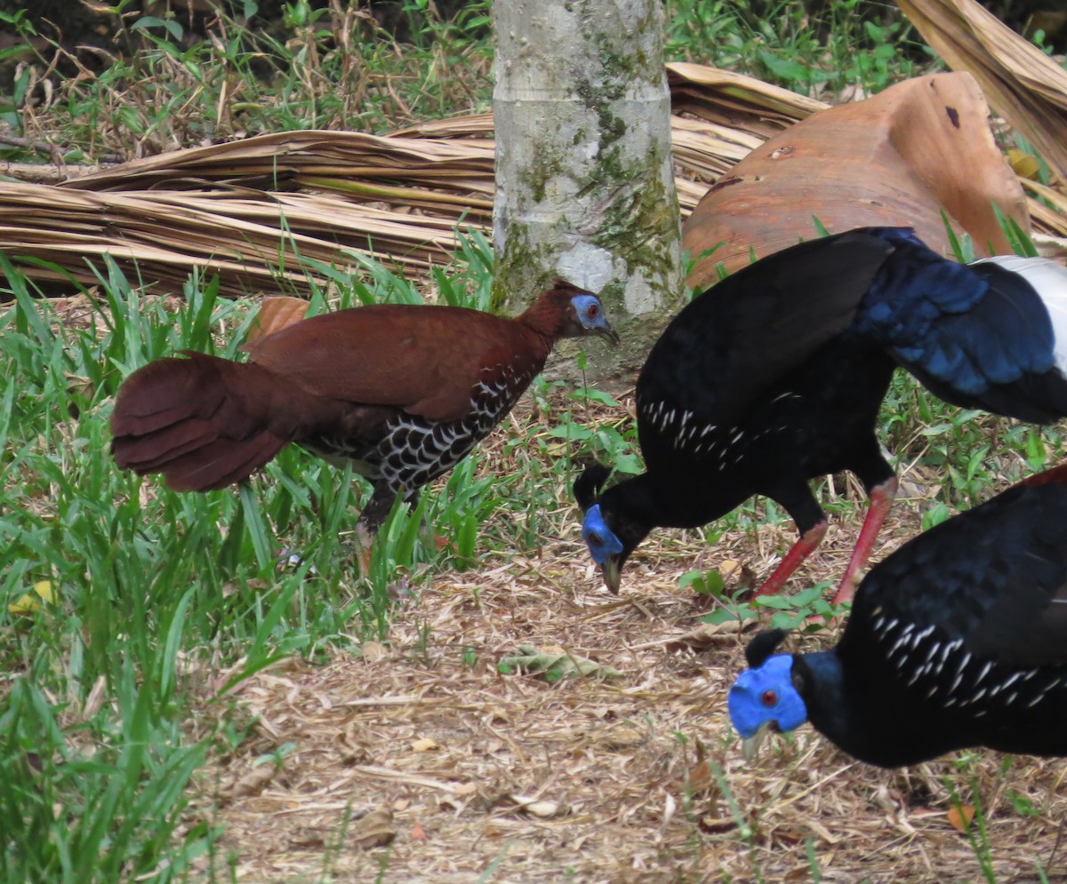 Faisan de Vieillot - ML645131584