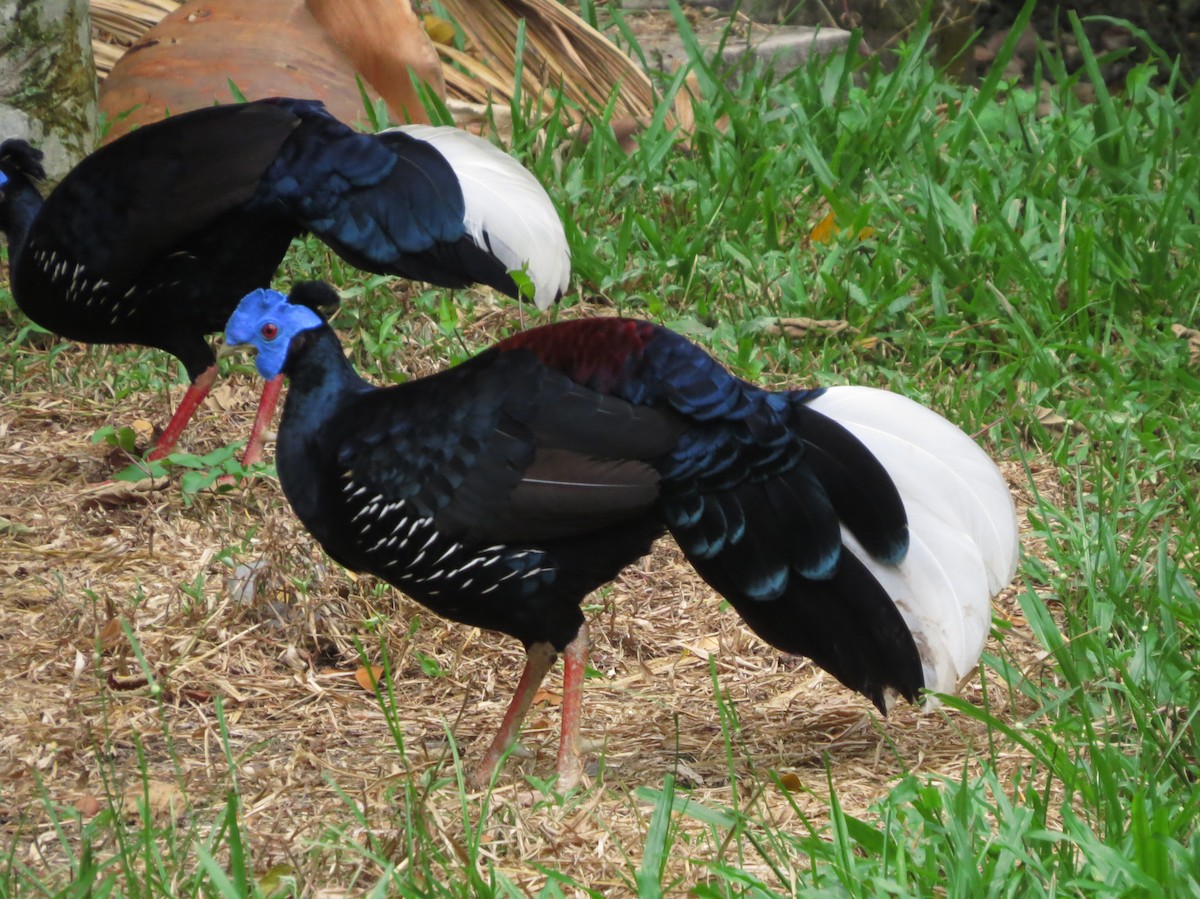 Faisan de Vieillot - ML645131585