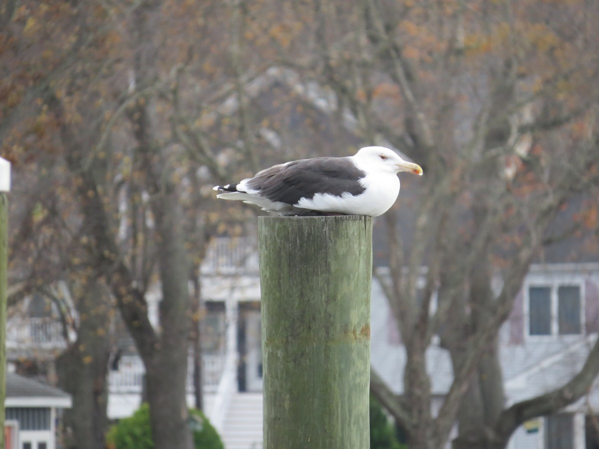 racek mořský - ML645131586