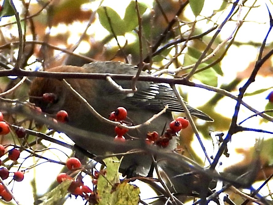 Смеречник тайговий - ML645131596