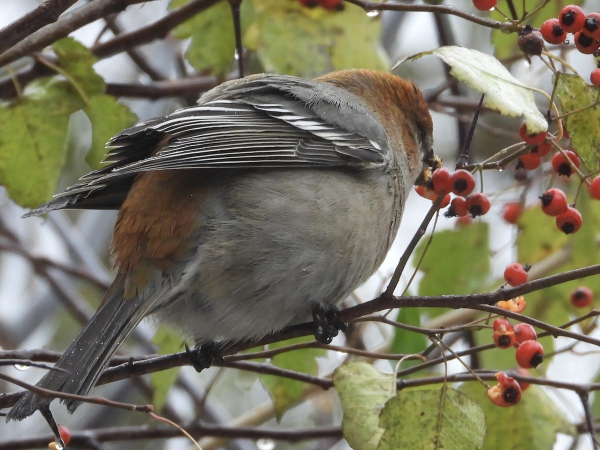 Смеречник тайговий - ML645131597