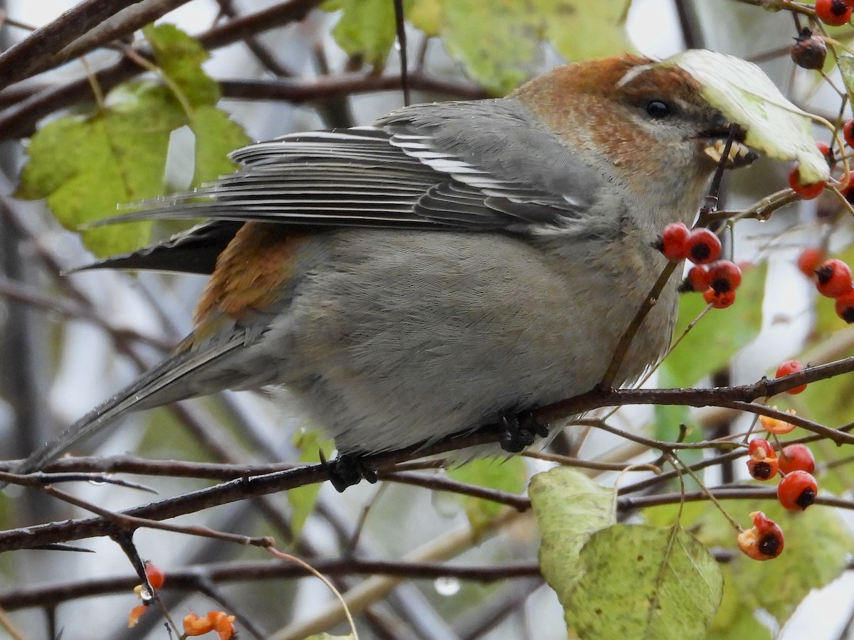 Смеречник тайговий - ML645131598
