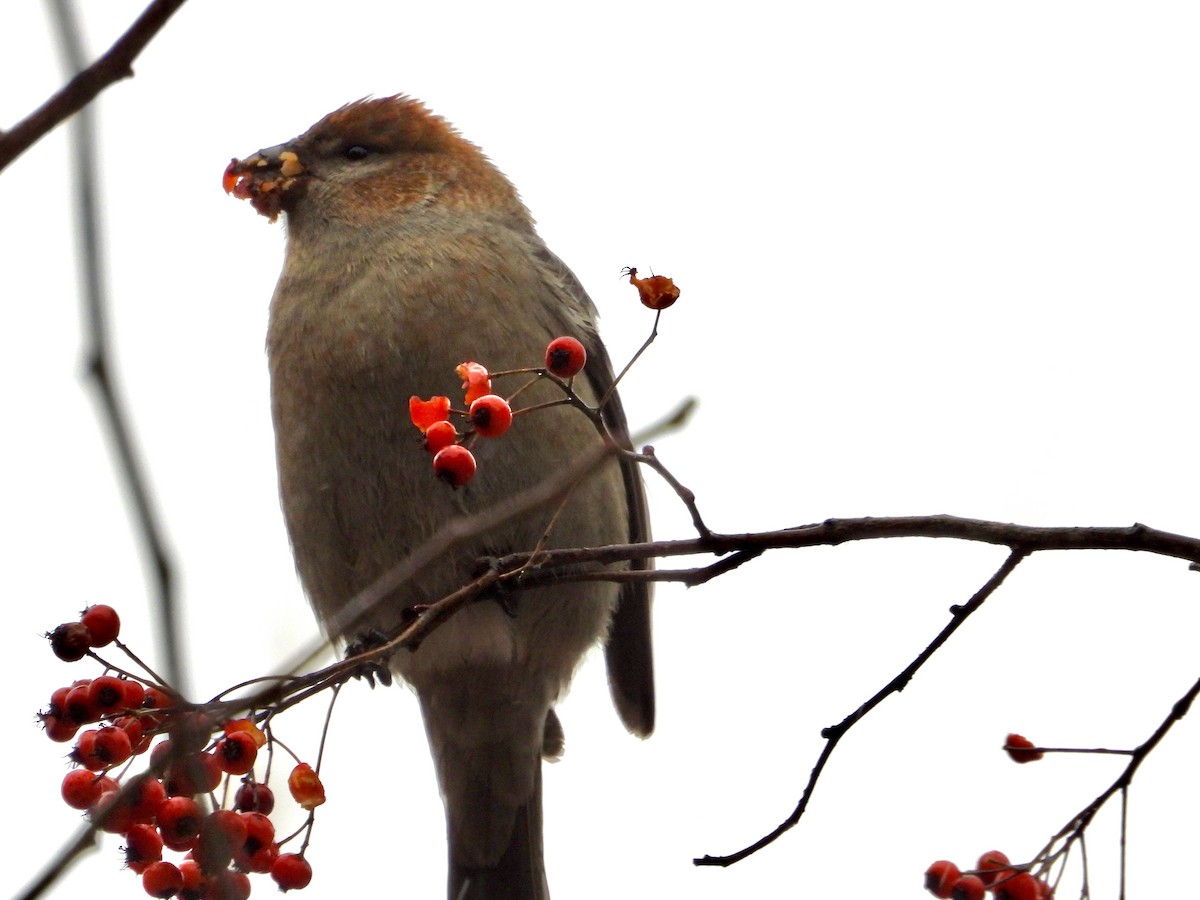 Смеречник тайговий - ML645131602