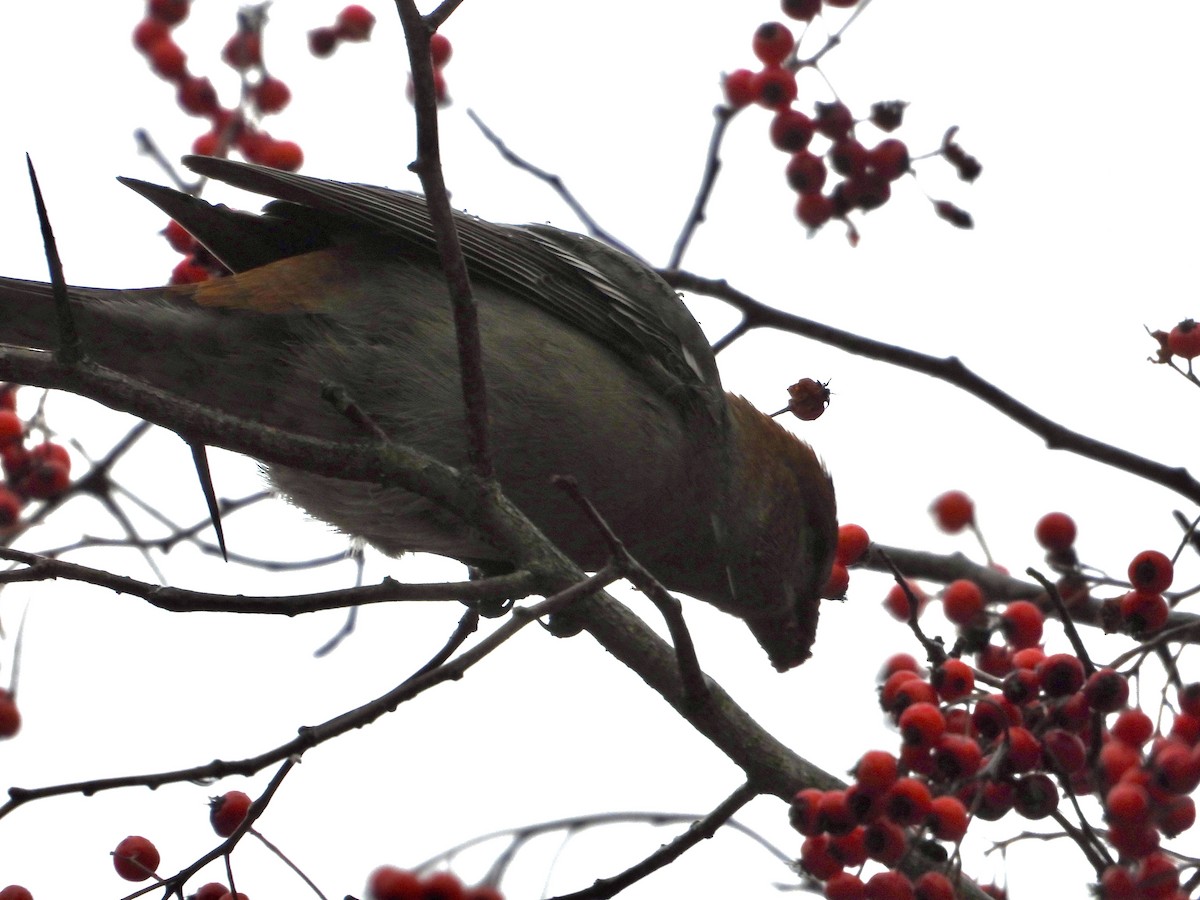 Смеречник тайговий - ML645131607