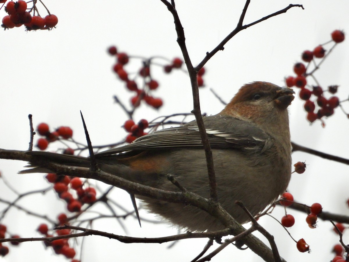 Смеречник тайговий - ML645131608