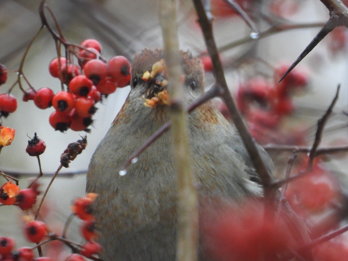 Смеречник тайговий - ML645131609
