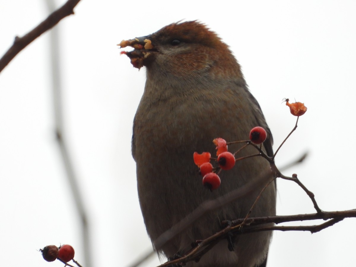 Смеречник тайговий - ML645131610