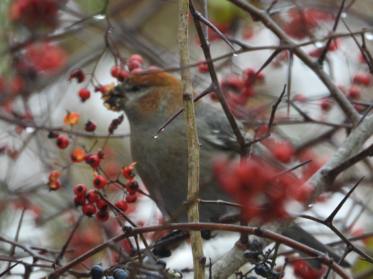 Смеречник тайговий - ML645131611