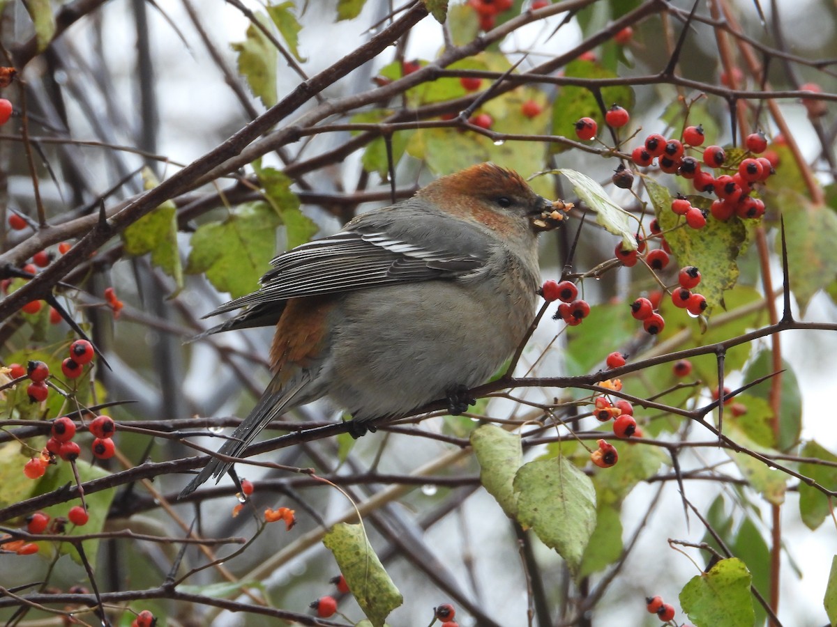 Смеречник тайговий - ML645131613