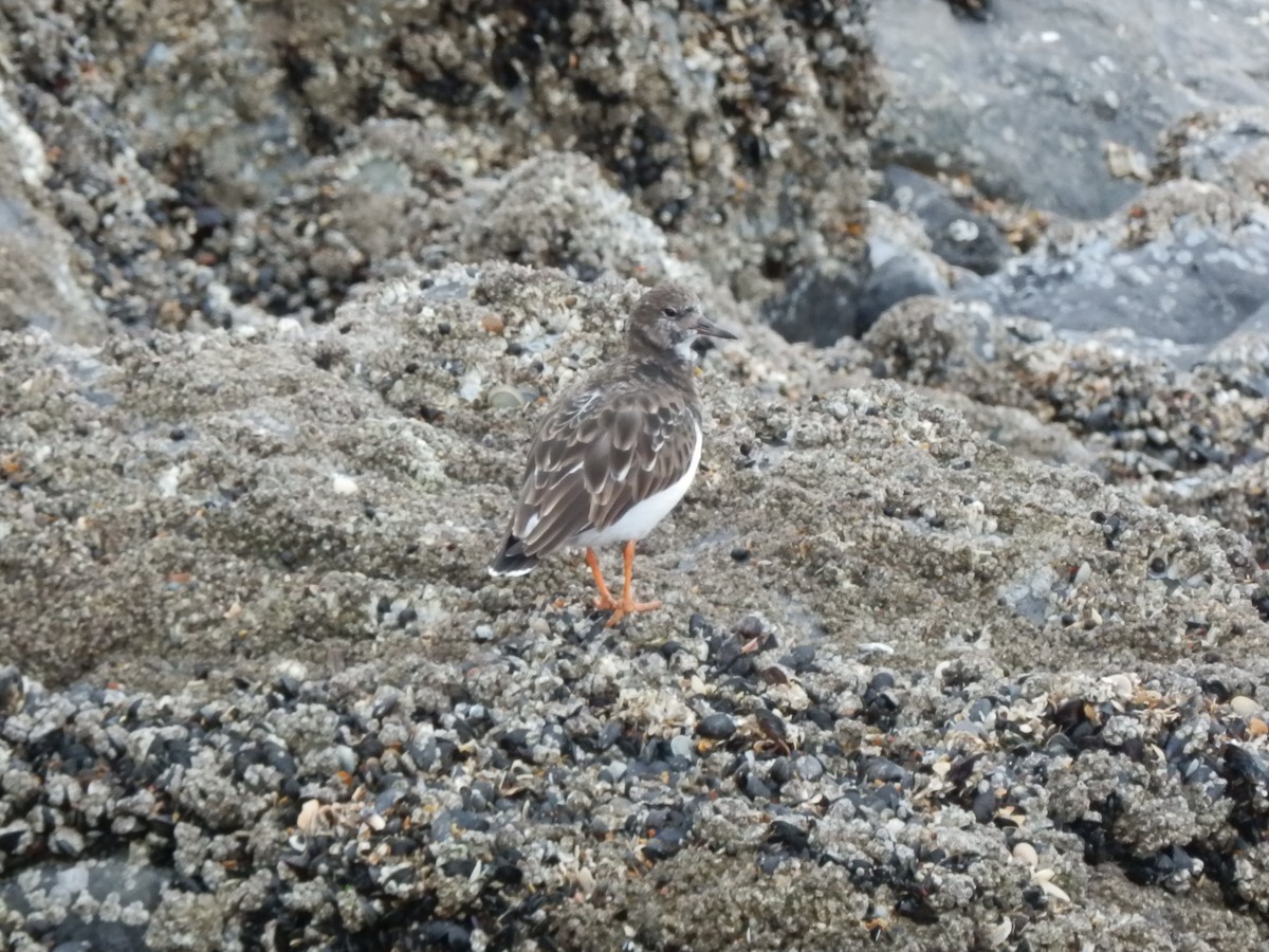 Ruddy Turnstone - ML645131614