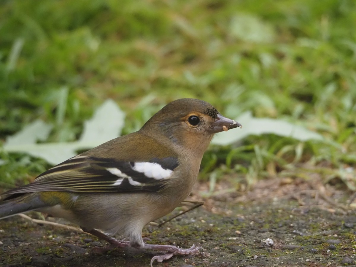 Madeira Chaffinch - ML645131616