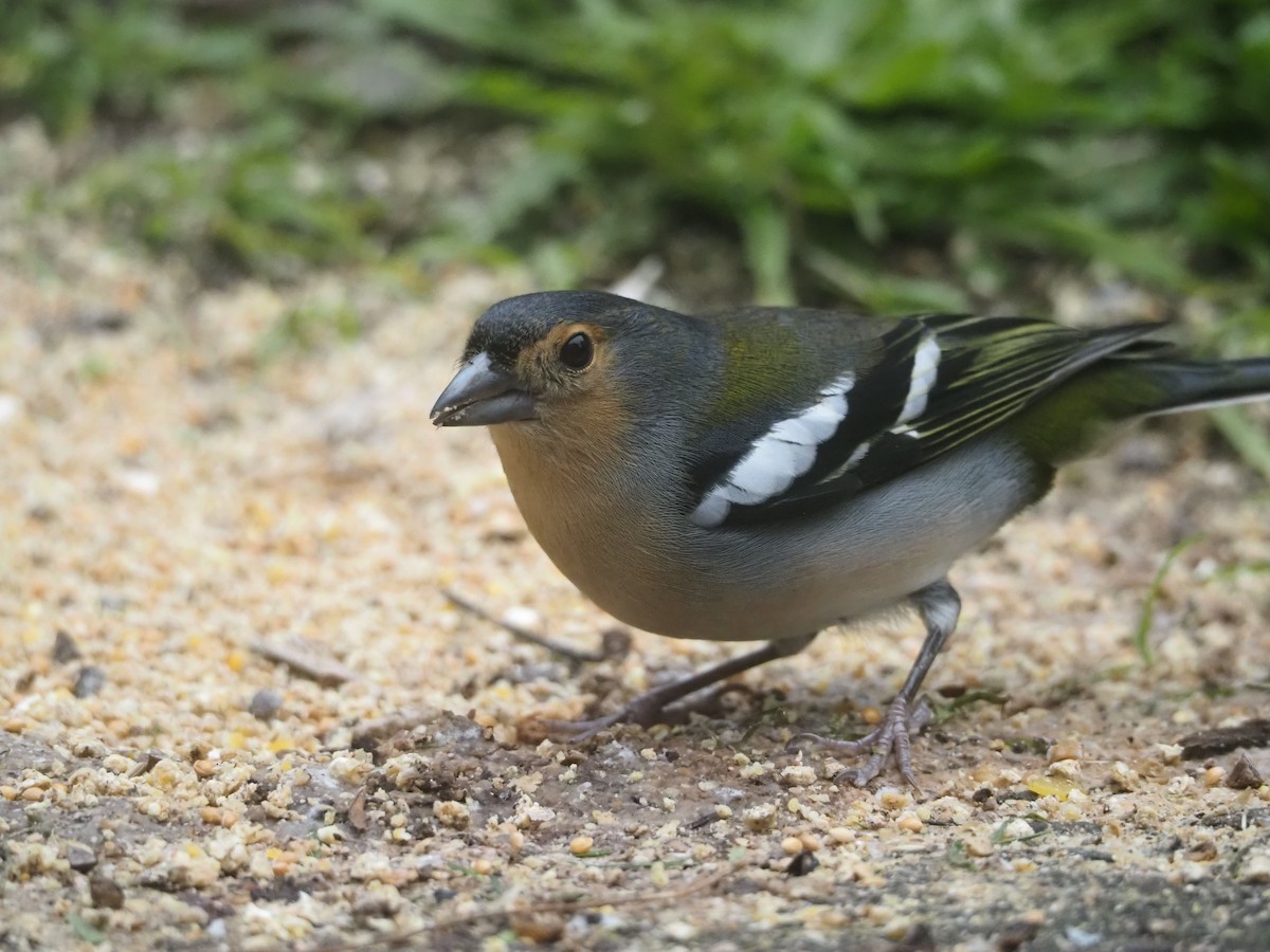 Madeira Chaffinch - ML645131631