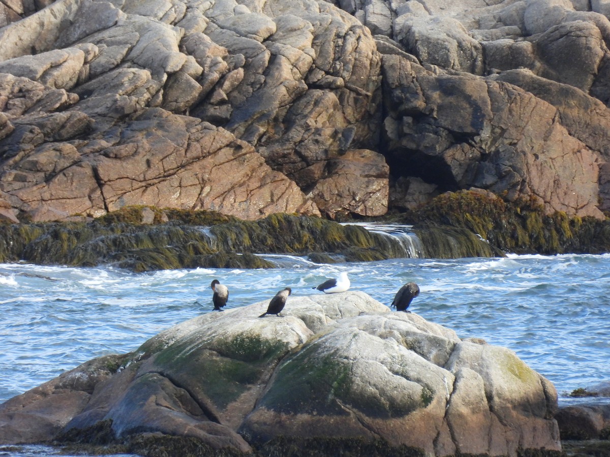 racek mořský - ML645131634