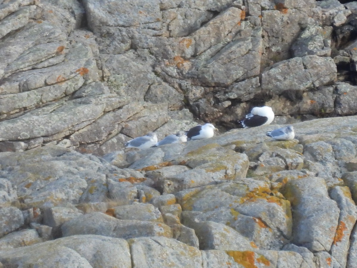 racek mořský - ML645131635