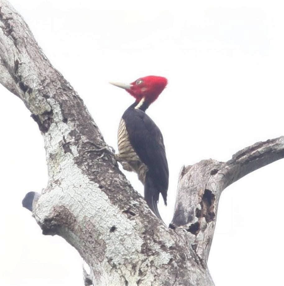 datel světlezobý - ML645131647