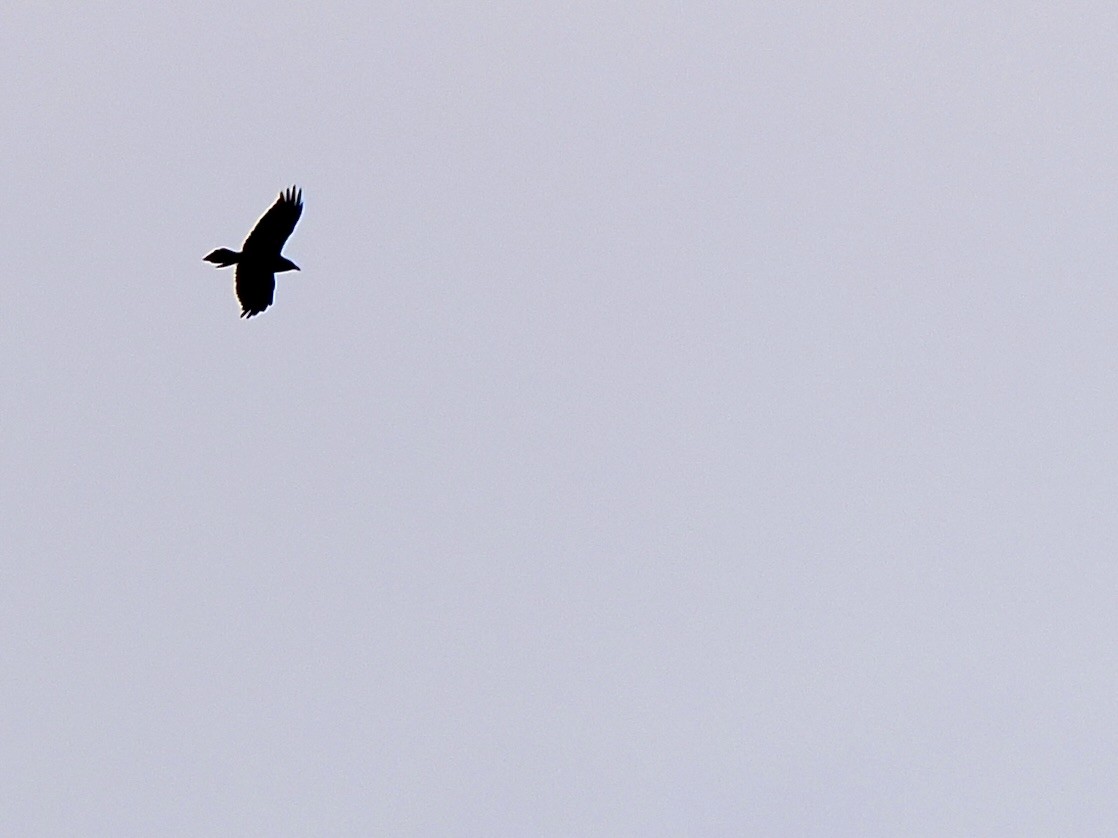 Kolkrabe - ML645131649