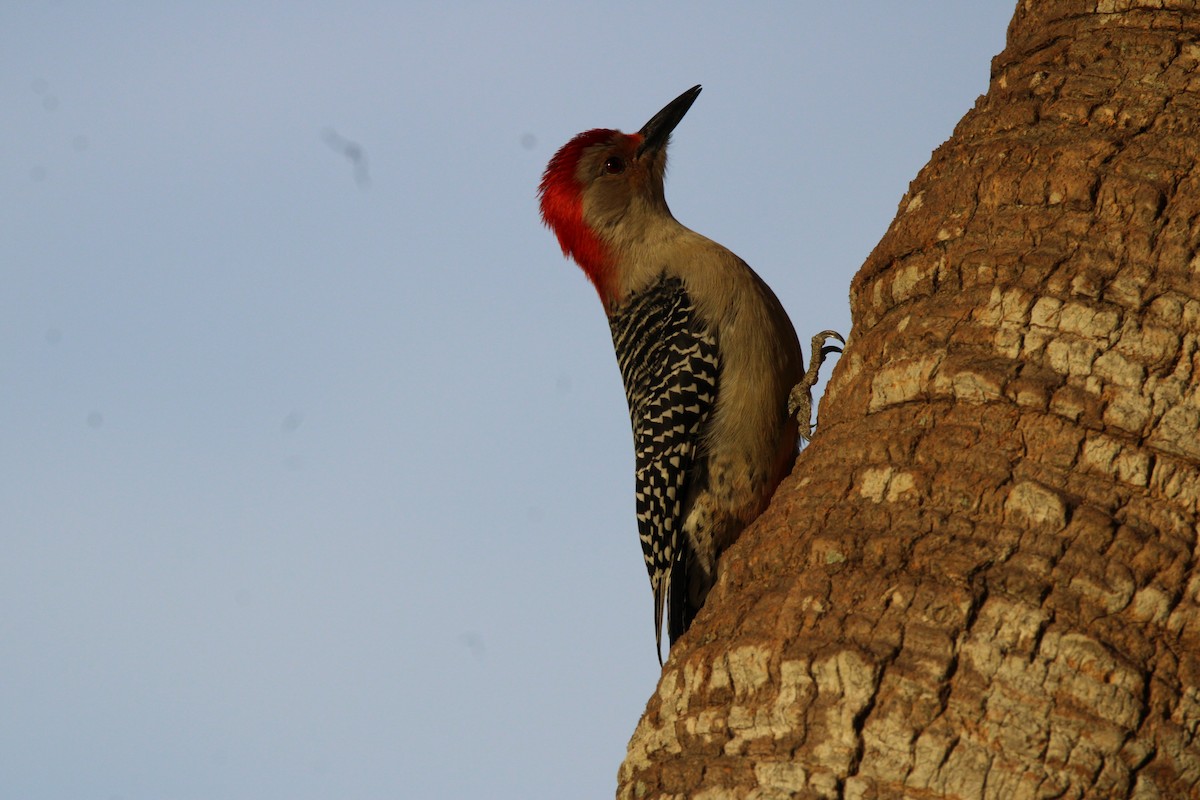 Carolinaspecht - ML645131675