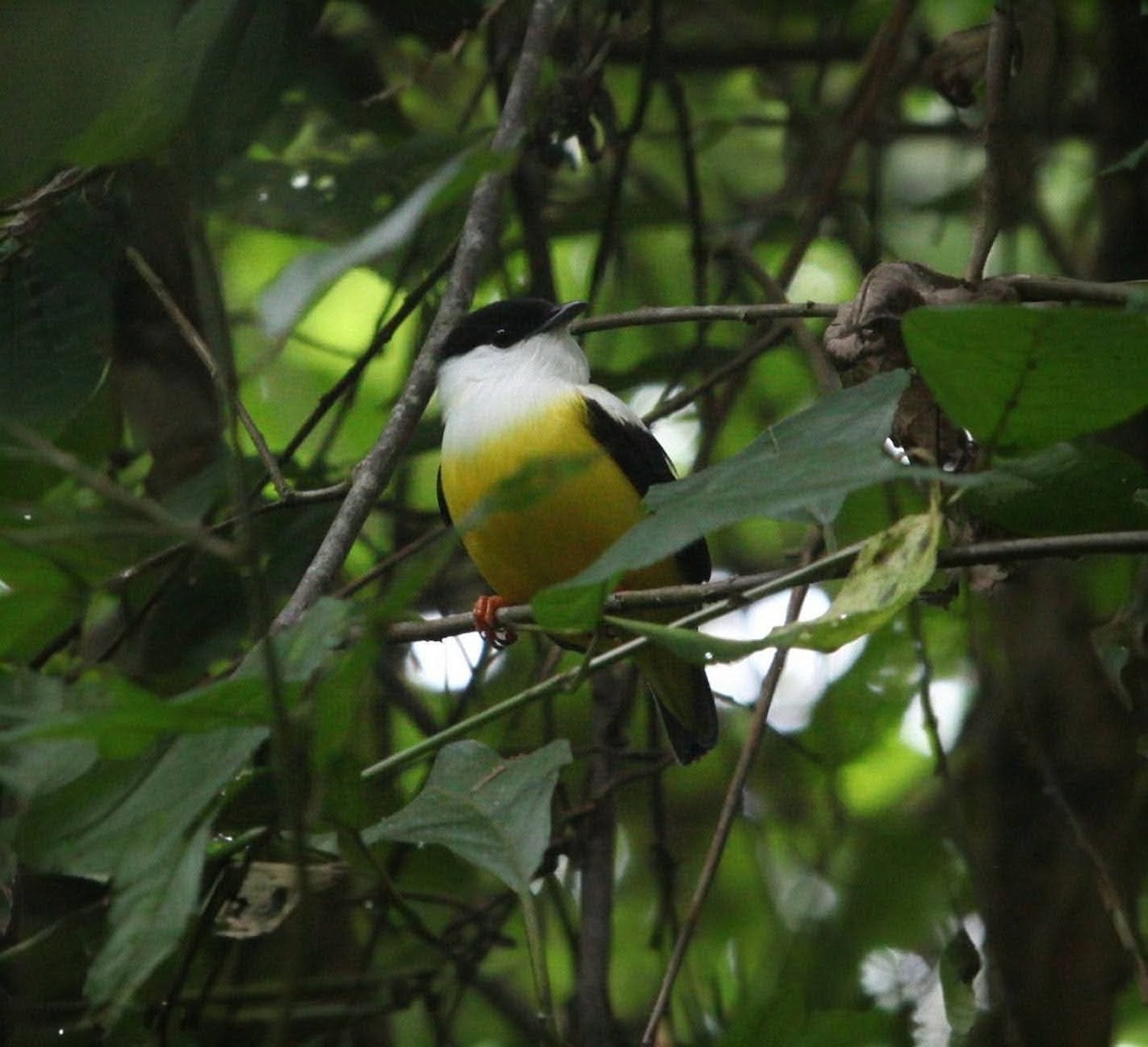 Ak Boyunlu Manakin - ML645131677