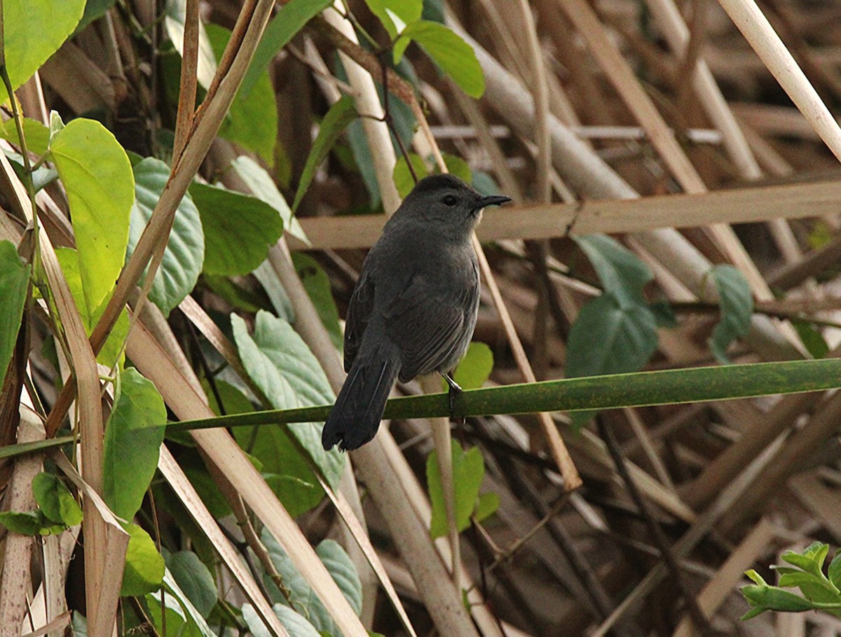 Miaulari grisa - ML645131682