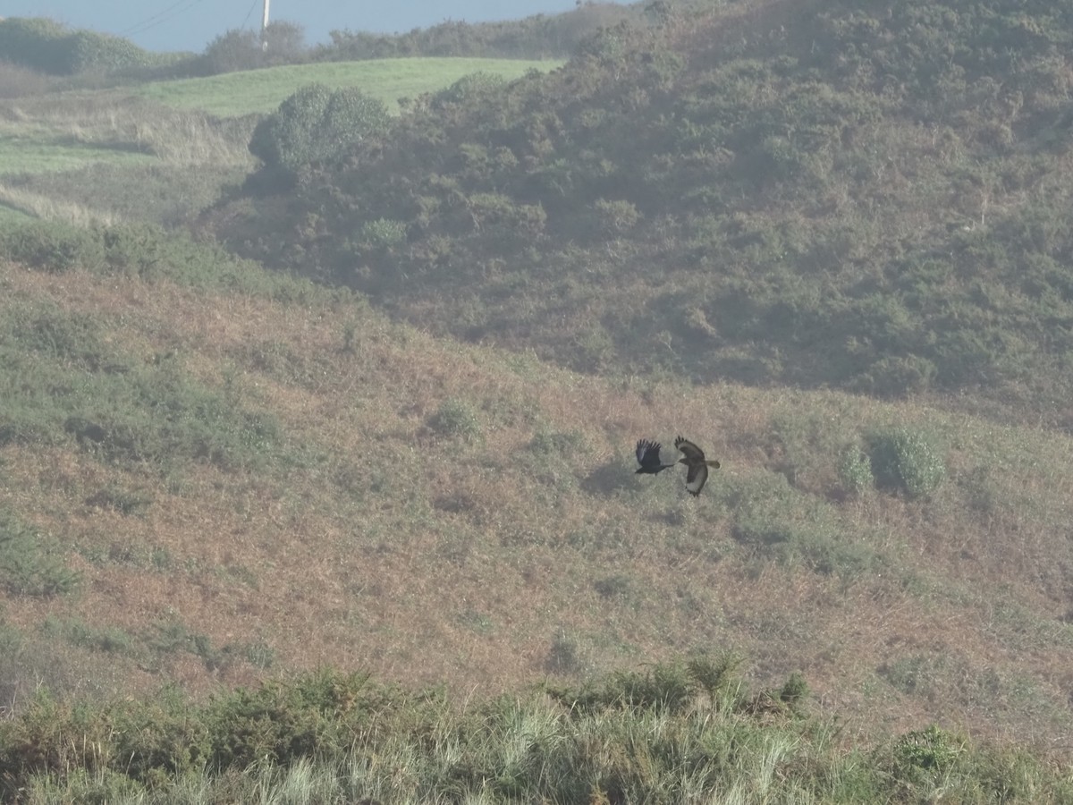 Buse variable - ML645131689