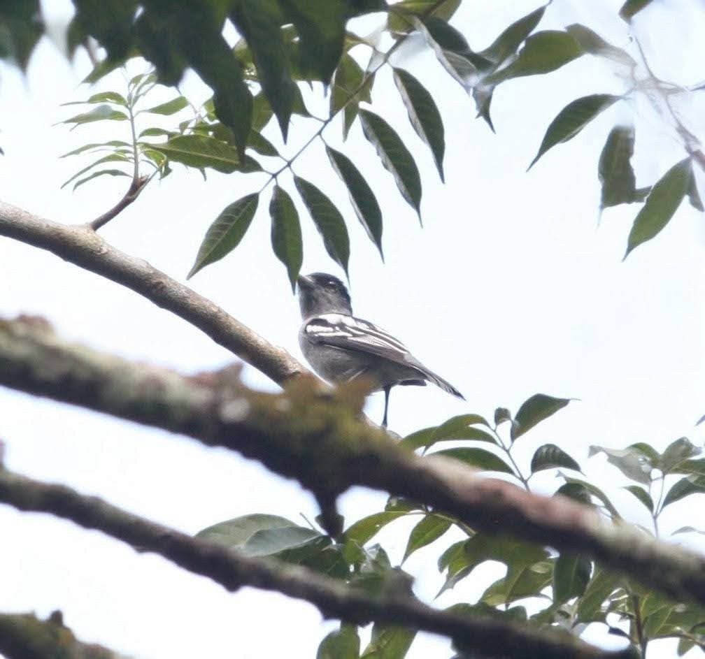 White-winged Becard - ML645131697