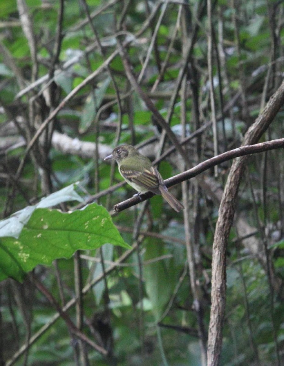 Sepia-capped Flycatcher - ML645131712