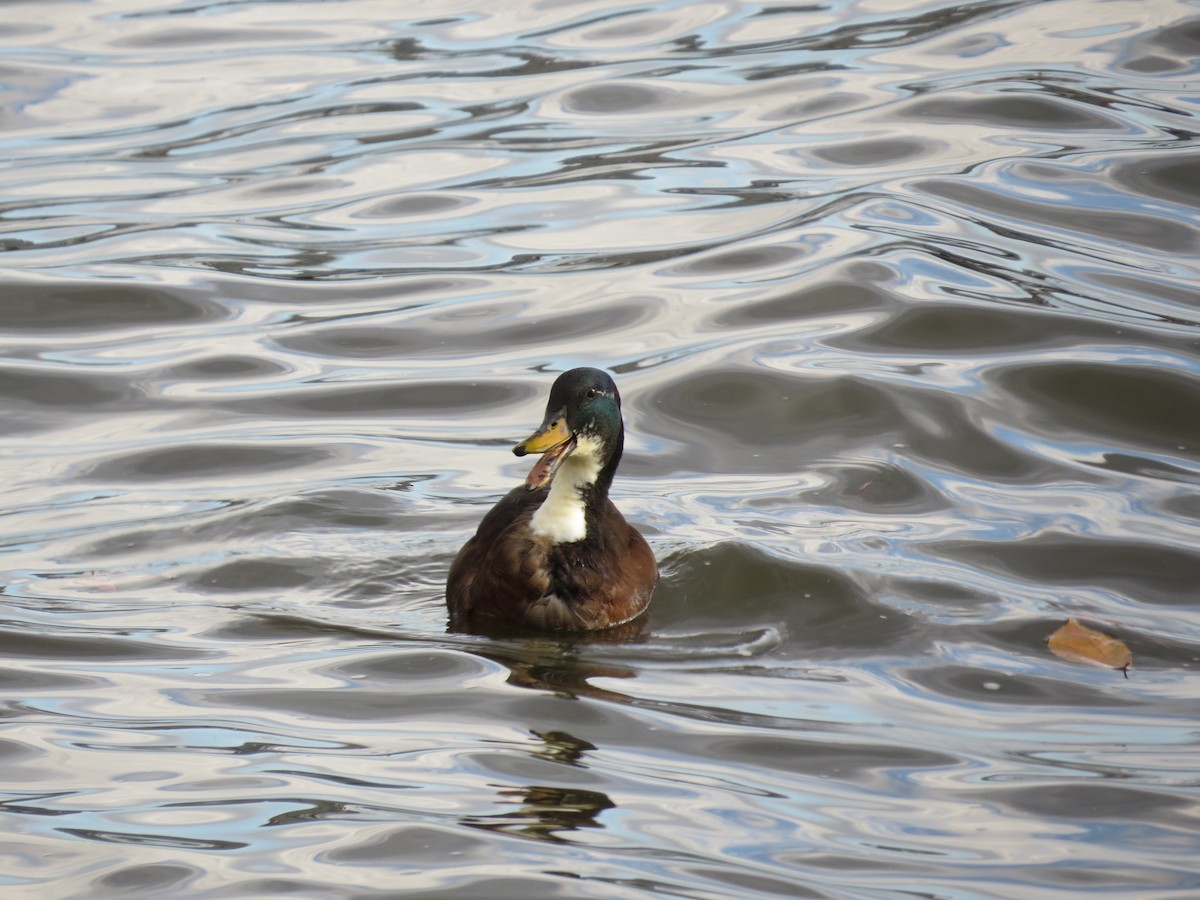 Domestic goose sp. (Domestic type) - ML645131717