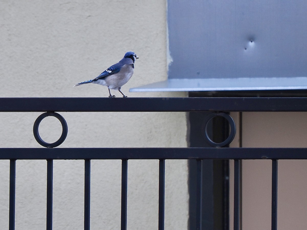Blue Jay - ML645131721