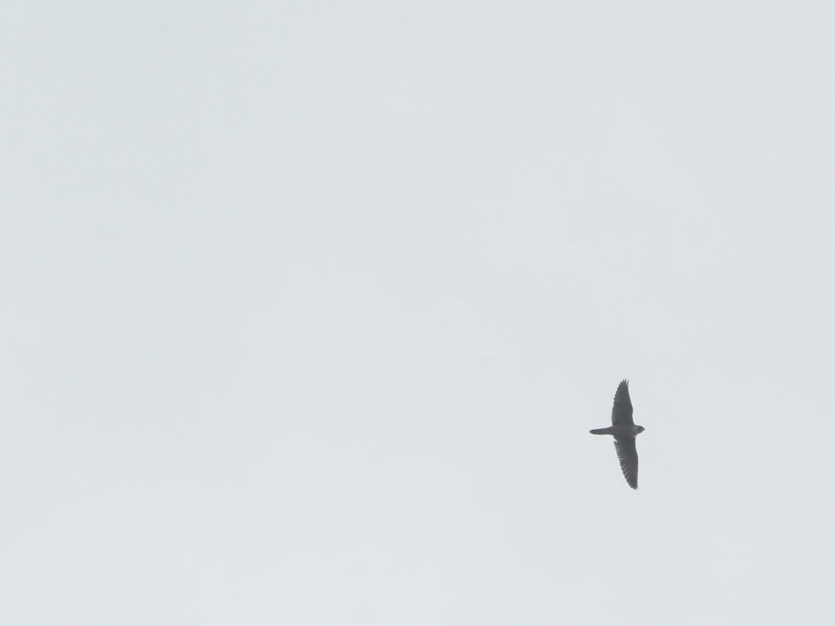 Peregrine Falcon - ML645131733