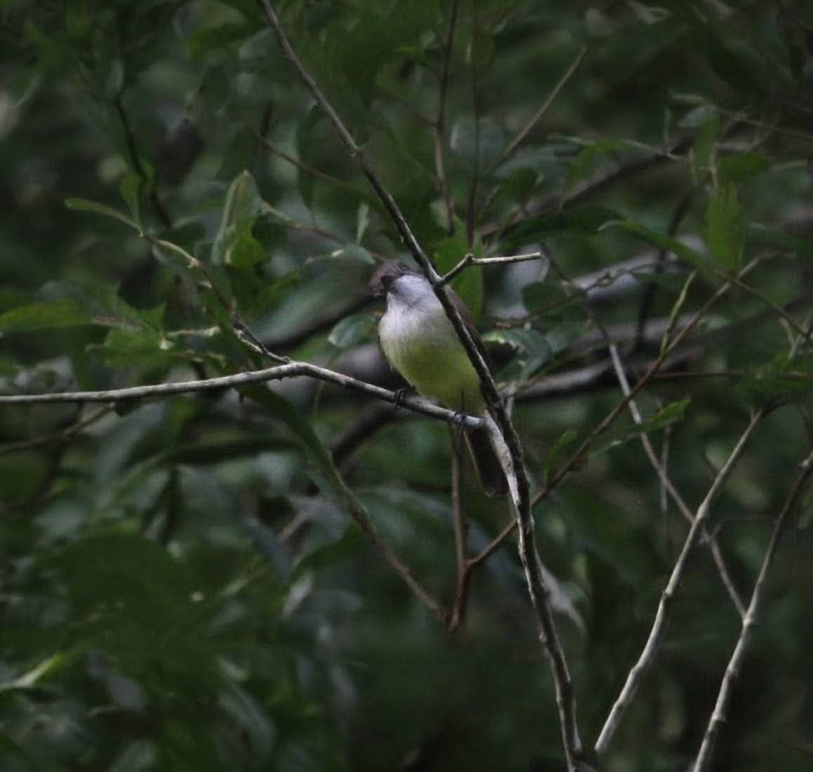 Dusky-capped Flycatcher - ML645131736