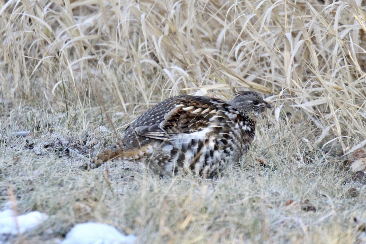 jeřábek kanadský - ML645131763