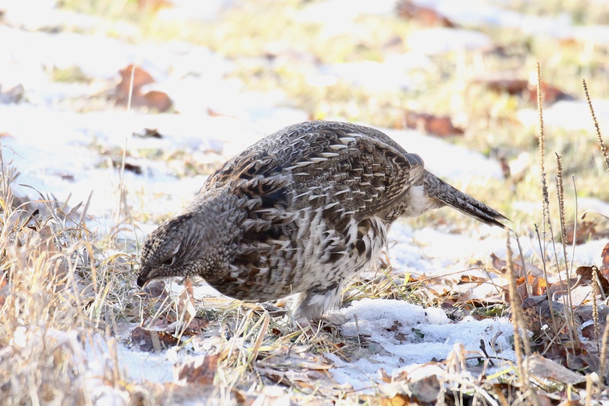 jeřábek kanadský - ML645131764