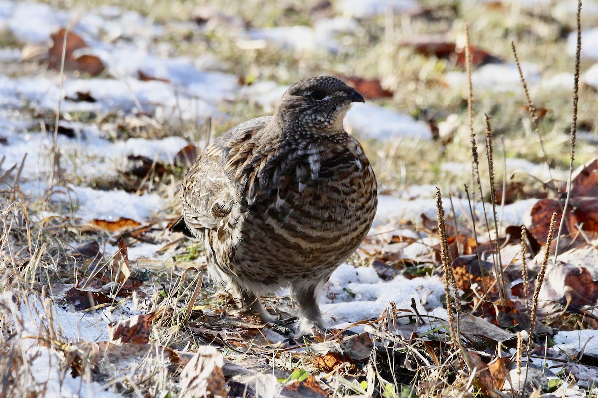 jeřábek kanadský - ML645131767