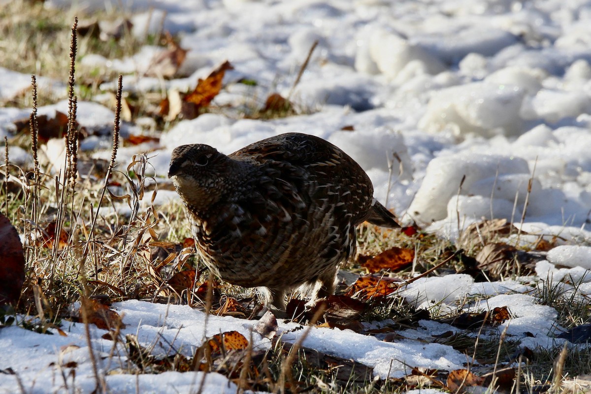 jeřábek kanadský - ML645131768