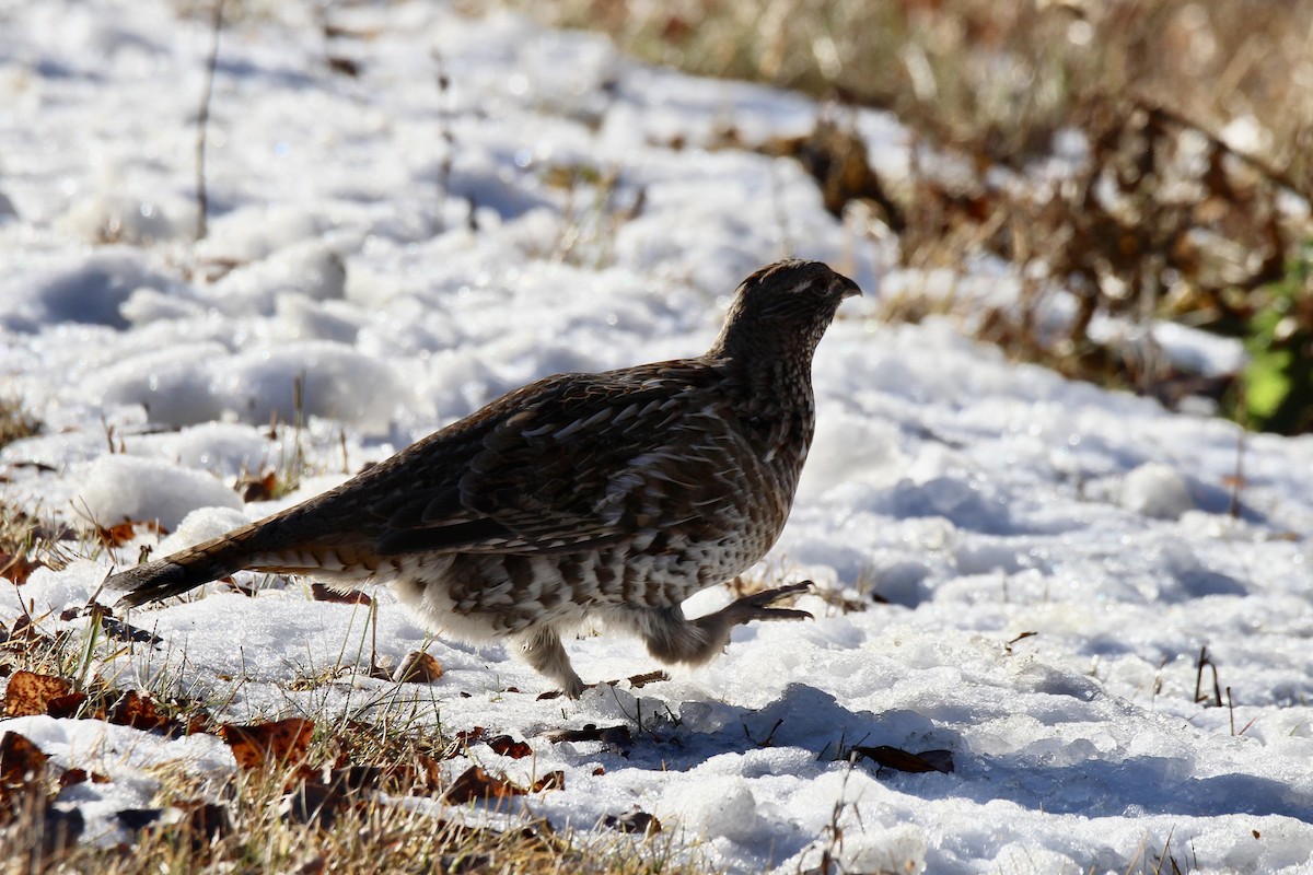 jeřábek kanadský - ML645131770