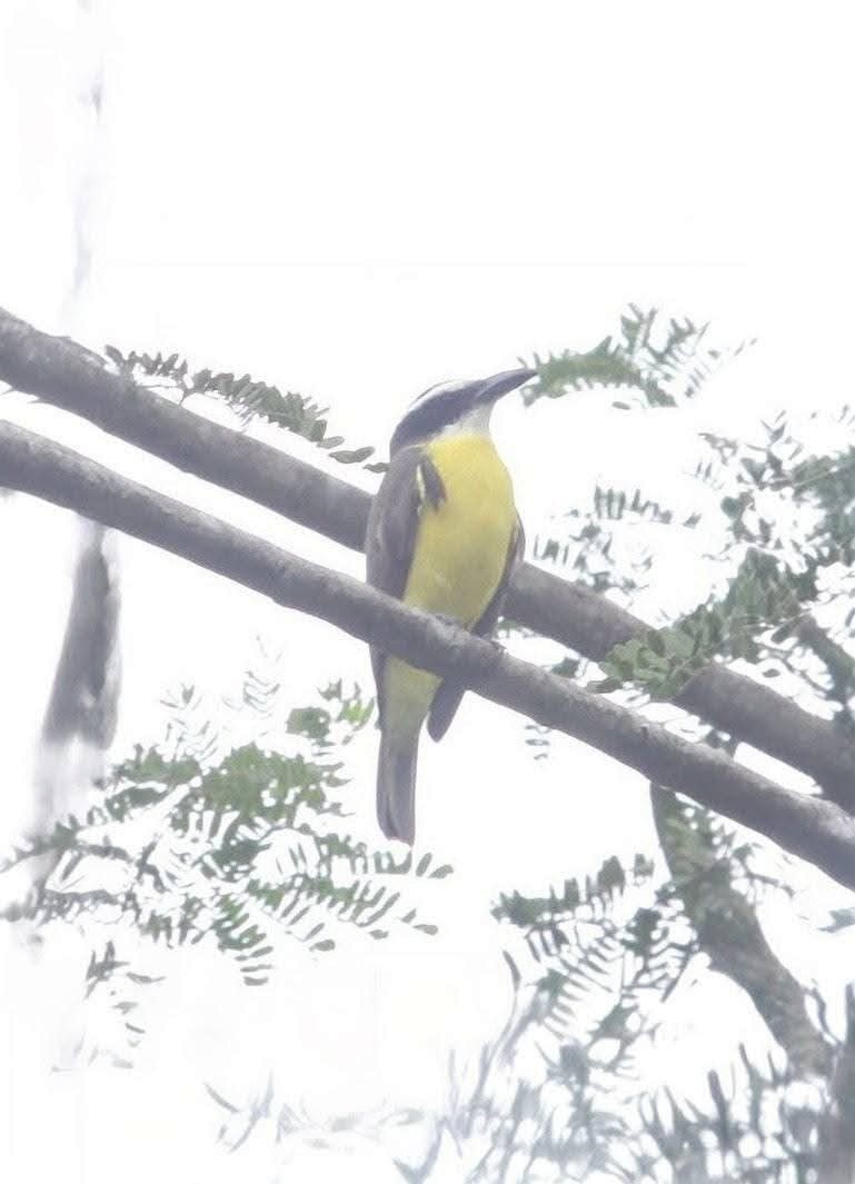 Boat-billed Flycatcher - ML645131774