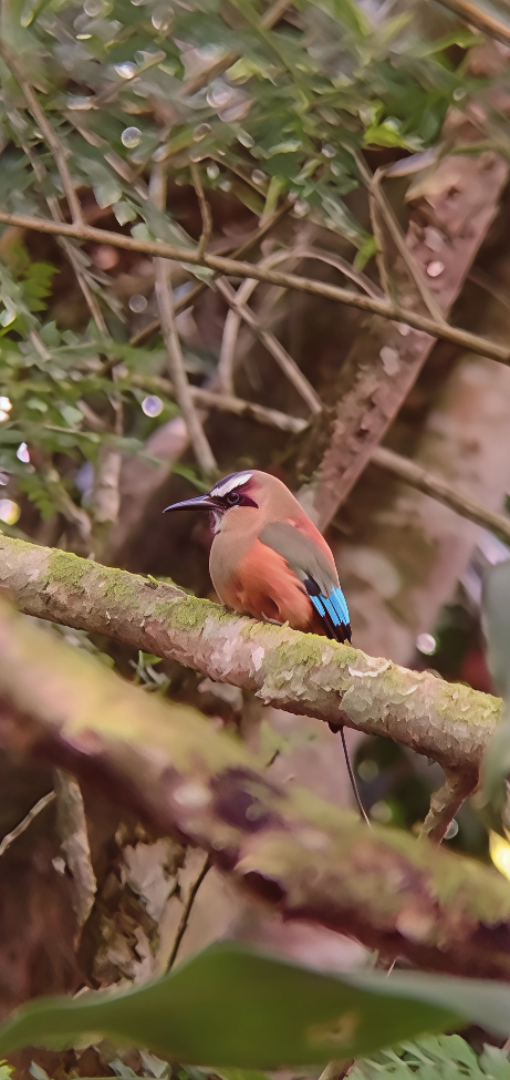 Момот рудочеревий - ML645131776