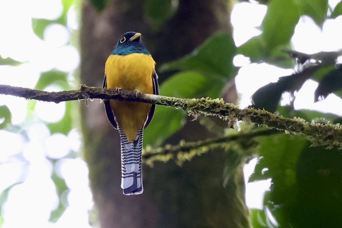 Choco Black-throated Trogon - ML645131779