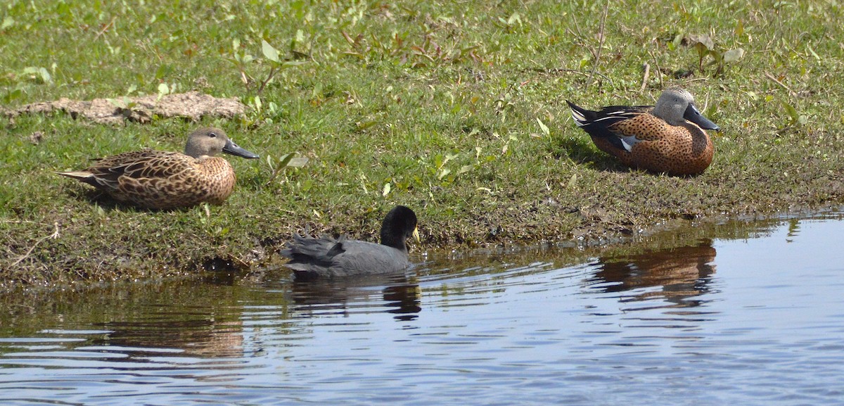 アカハシビロガモ - ML645131781