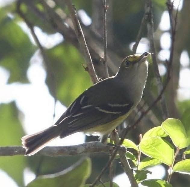 zelenáček bělooký - ML645131790