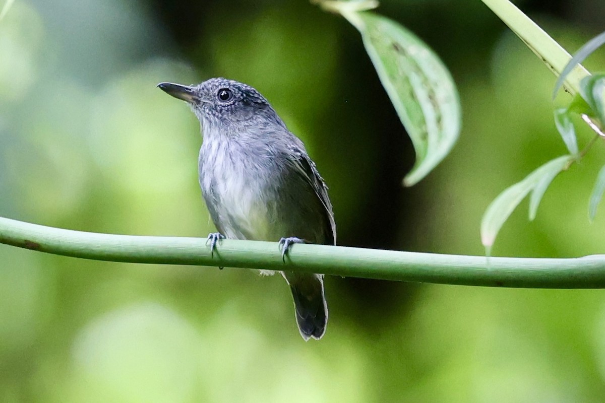 Batara ponctué - ML645131803