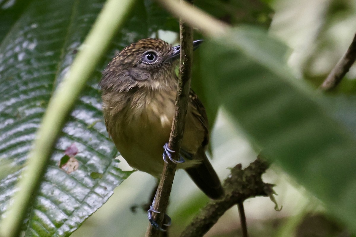 Batara ponctué - ML645131804